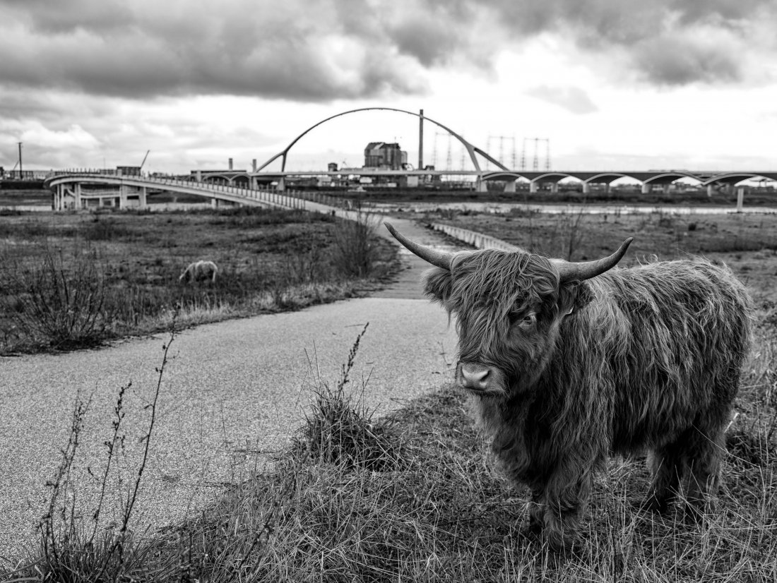 Living in Nijmegen NL